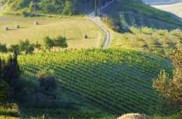 Private Half Day Tour of the Chianti hills and medieval landscapes