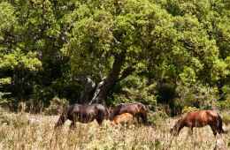 Spot the wild horses of the Giara with this exciting tour.