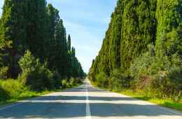 Bolgheri's Cypressus Road