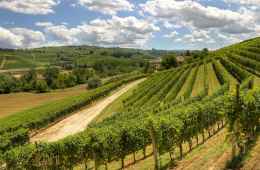 Tour in Chiantishire and Florence countryside, Tuscany