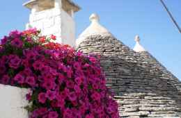 Flower and Trulli
