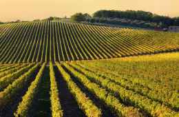 Vineyards in Chianti