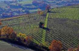 vineyard countryside wine tasting cellar