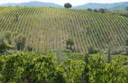 4 days wine tour in Chianti