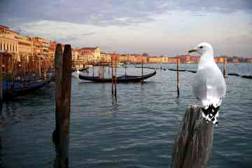 Tour en Barco por el Gran Canal para conocer la Venecia Oculta