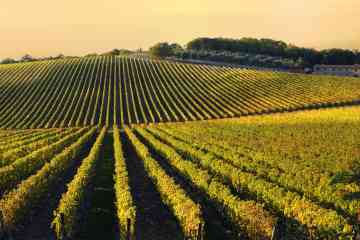 VIP Small Group Tour with Wine and Oil Tastings and Lunch in Chianti, departing from Florence
