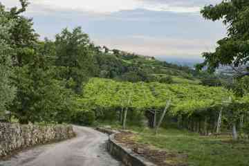 Best tours and activities for Valpolicella