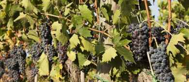Visit Chianti wine 