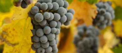grape in bologna