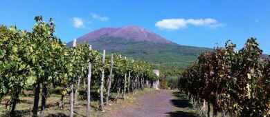 Vineyards in Mt. Vesuvius