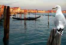 Top 5 Things to Do in Venice