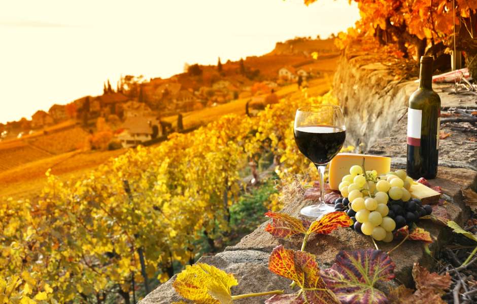 Private Luxury Tour of Bolgheri to discover its delicious wines