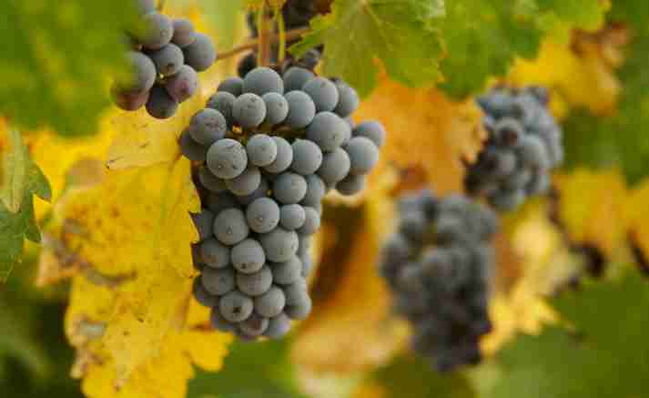 Best 5 Wine Tours to enjoy Autumn in Tuscany