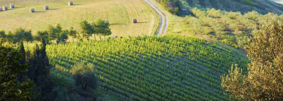 Tour Privado de Medio Día a la región de los vinos del Chianti, desde Florencia