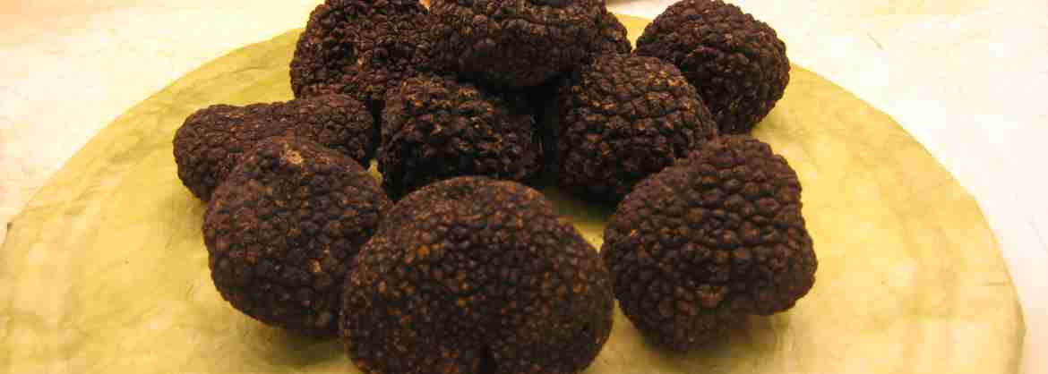 Gastronomic eXPerience: exploring truffles in Tuscany