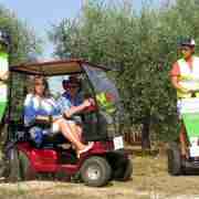Private Tour of Alberobellos vineyards and olive trees: lunch included