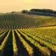 VIP Small Group Tour with Wine and Oil Tastings and Lunch in Chianti, departing from Florence