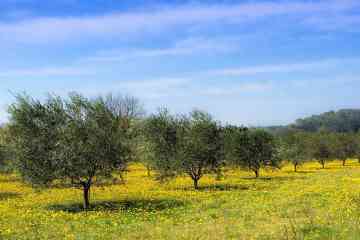 Mini tour privado de Alberobello y de la campiña de Apulia con picnic